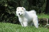 SAMOYEDE 018